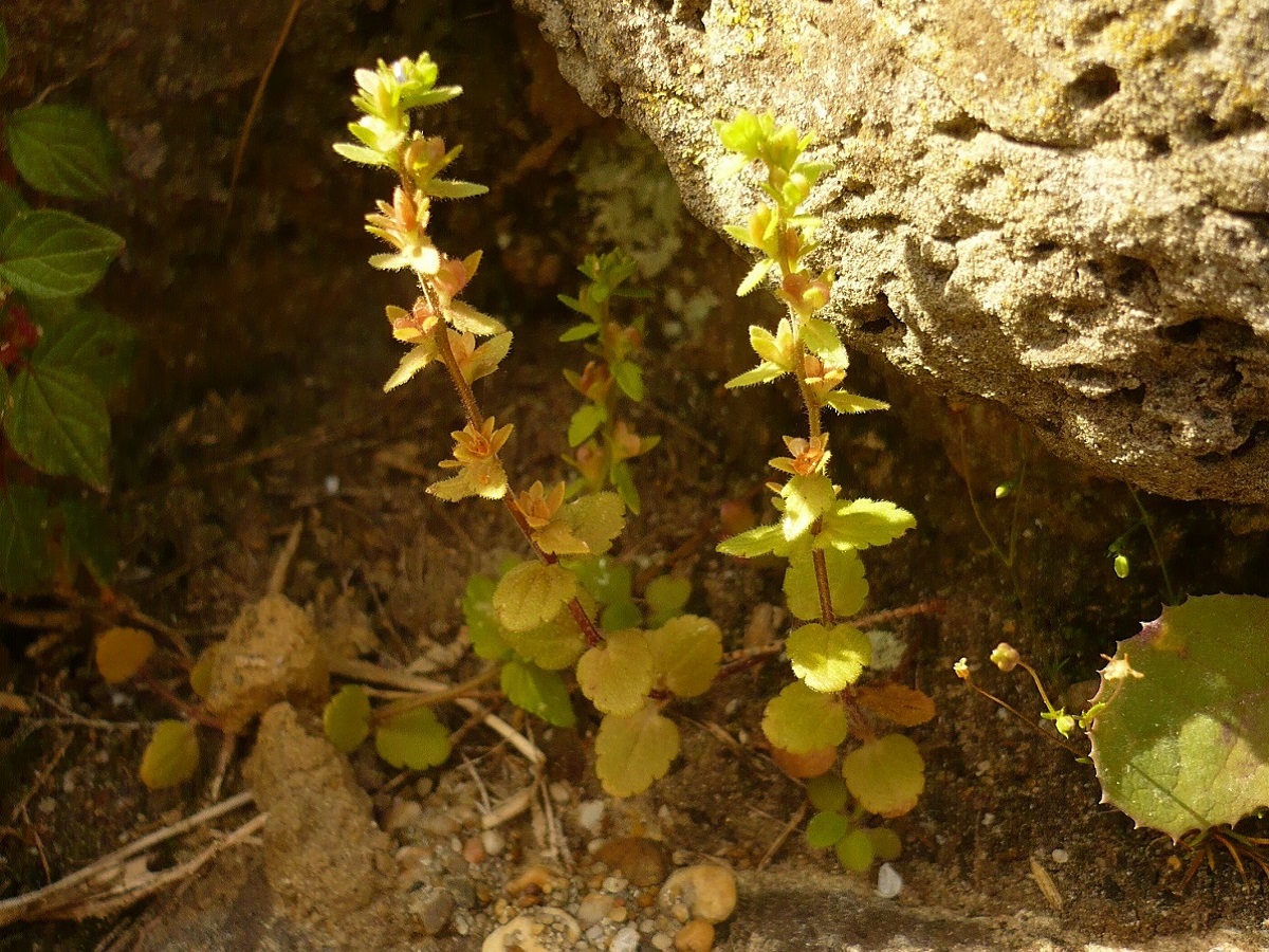 Veronica arvensis (Plantaginaceae)